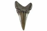 Large, Fossil Mako Shark Tooth - Georgia #75240-1